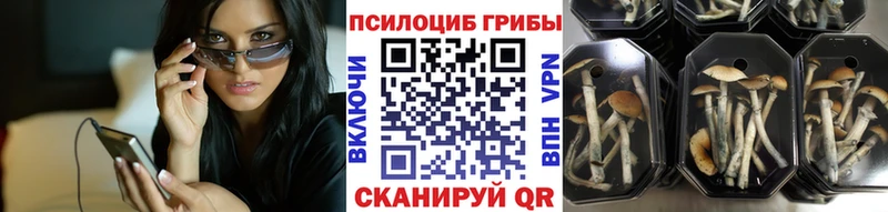 Псилоцибиновые грибы MAGIC MUSHROOMS  KRAKEN как войти  Чернушка 