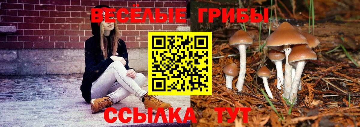Чернушка  Псилоцибиновые грибы Psilocybe  Вход с VPN  Псилоцибиновые грибы MAGIC MUSHROOMS 
